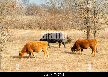 Il pascolo di bestiame su una soleggiata collina nel tardo inverno Foto Stock