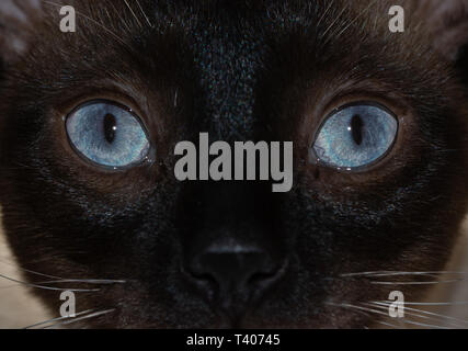 Close-up immagine di un gatto siamese gatto della sorprendente occhi blu, con un curioso guardare il viewer Foto Stock