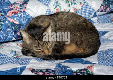 Brown tabby cat avvolto a ricciolo e addormentato su un letto Foto Stock