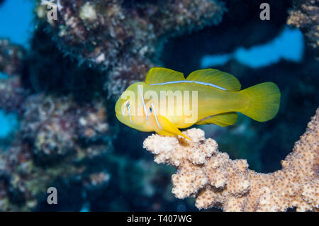 Coralgoby limone o giallo clown ghiozzo [Gobion citrinus] appollaiato sulla coral. Egitto, Mar Rosso. Indo-pacifico. Foto Stock