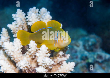 Coralgoby limone o giallo clown ghiozzo [Gobion citrinus] appollaiato sulla coral. Egitto, Mar Rosso. Indo-pacifico. Foto Stock