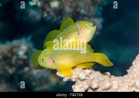 Coralgoby limone o giallo clown ghiozzo [Gobion citrinus] appollaiato sulla coral. Egitto, Mar Rosso. Indo-pacifico. Foto Stock