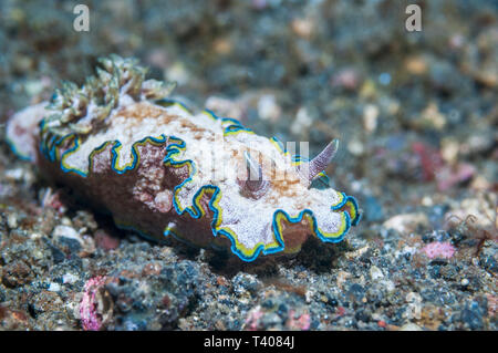 Nudibranch - Glossodoris acosti. Bunaken Marine Park, Nord Sulawesi, Indonesia. Indo-West pacifico. Foto Stock