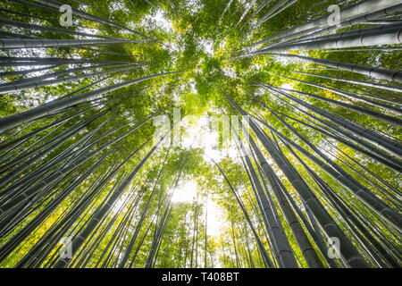 Kimono nella foresta di bamboo ,KAMAKURA/Giappone Foto Stock