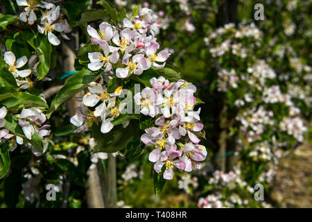 Fioritura di meli in semi-albero standard di coltivazione, Cantone di Turgovia, Svizzera Foto Stock