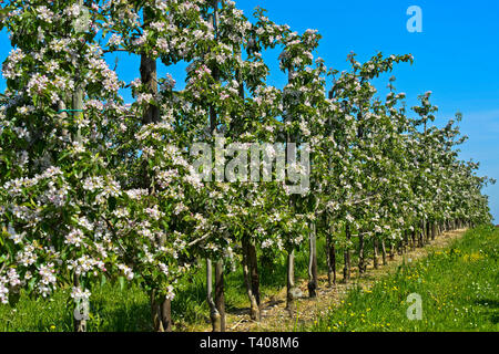 Fioritura di meli in semi-albero standard di coltivazione, Cantone di Turgovia, Svizzera Foto Stock