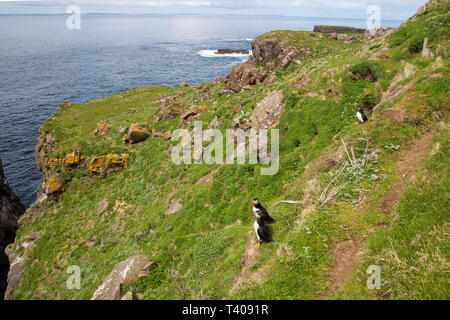 Colonia nidificazione di Atlantic puffin Fratercula arctica Lunga isola Treshnish Isole Ebridi Interne Argyll and Bute Scozia UK 2014 Foto Stock