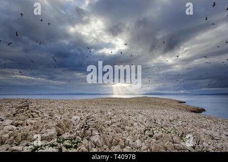 Arida isola rocciosa con migliaia di gabbiani su di una suggestiva serata tempestoso, raggi solari in distanza. Foto Stock