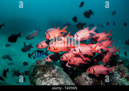 Red soldierfish [Myripristis murdjan] scuola oltre il reef artificiale. Mabul, Malaysia. Foto Stock