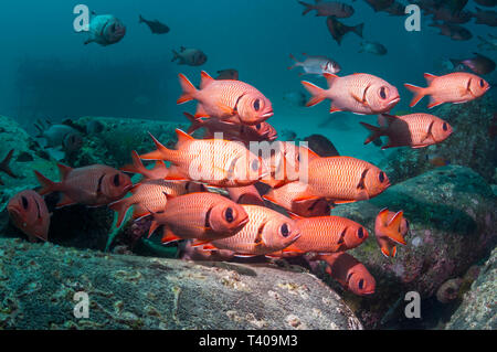 Bigscale soldierfish (Myripristis berndti). Malaysia. Foto Stock