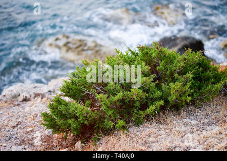 Costa del mare. Roccia selvaggia spiaggia. La formazione rocciosa naturale coperto con rada vegetazione di montagna. Navigare in estate sulla costa rocciosa dell'isola. Foto Stock