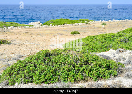 Costa del mare. Roccia selvaggia spiaggia. La formazione rocciosa naturale coperto con rada vegetazione di montagna. Navigare in estate sulla costa rocciosa dell'isola. Foto Stock