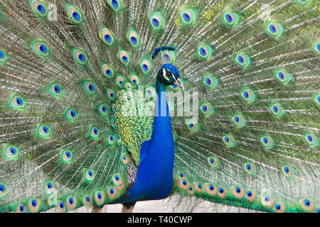 Extreme close up di un maschio peacock muovendo verso la telecamera. Pavoni sono famosi per il loro splendido piumaggio. Foto Stock