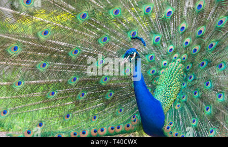 Pavone maschio muovendosi verso la telecamera e poi girare intorno a. Extreme close up. Pavoni sono famosi per il loro splendido piumaggio. Foto Stock