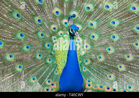 Pavone maschio muovendosi verso la telecamera e poi girare intorno a. Extreme close up. Pavoni sono famosi per il loro splendido piumaggio. Foto Stock