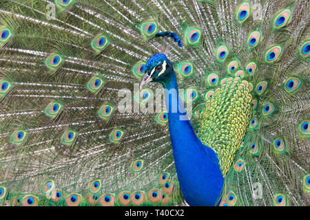 Extreme close up di un maschio peacock muovendo verso la telecamera. Pavoni sono famosi per il loro splendido piumaggio. Foto Stock