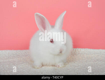 Adorabili albino bianchi baby bunny accucciato giù sulla coperta di pelle di pecora con sfondo rosa cercando di spettatori a destra. Un coniglio albino ha un gene mutato Foto Stock