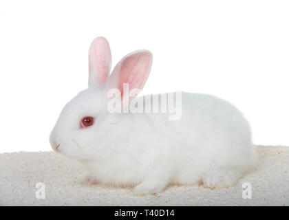 Adorabili albino bianchi baby bunny accucciato giù sulla coperta di pelle di pecora isolati su sfondo bianco, vista di profilo tutto il corpo. Foto Stock