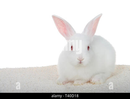 Adorabili albino bianchi baby bunny accucciato giù sulla coperta di pelle di pecora isolati su sfondo bianco guardando direttamente al visualizzatore. Foto Stock