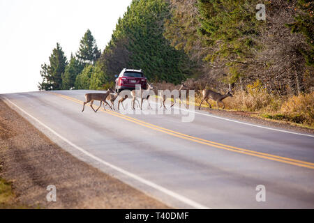 Gruppo di white-tailed deer (Odocoileus virginianus) attraversando un county highway road con una vettura sulla spalla della strada in Wisconsin Foto Stock