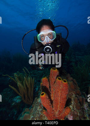 Donna subacquea subacqueo a los roques venezuela Foto Stock