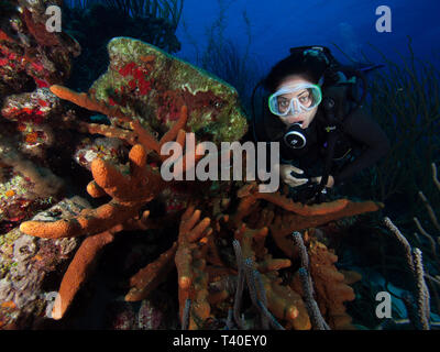 Donna subacquea subacqueo a los roques venezuela Foto Stock