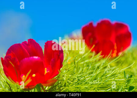 Peonie rosso fiore nella steppa di riserva a Zau de Campie, Romania Foto Stock