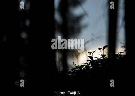 Silhouette di Pianella della Madonna fiore orchidee crescere nella foresta con sfondo naturale, lo sfondo naturale macro closeup, cartolina bellezza e agricoltura id Foto Stock