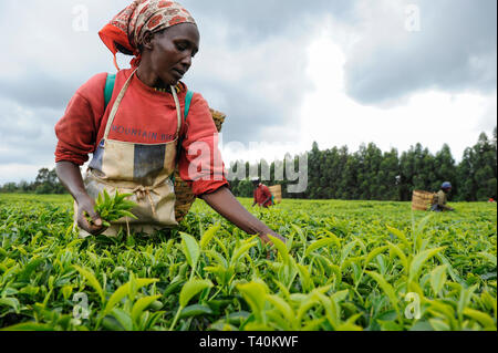 KENYA Limuru, Tigoni, tè raccolto, donne pluck di foglie di tè verde nel giardino del tè / KENIA, Tee Ernte, Frauen pfluecken die Teeblaetter Foto Stock
