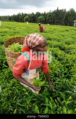 KENYA Limuru, Tigoni, tè raccolto, donne pluck di foglie di tè verde nel giardino del tè / KENIA, Tee Ernte, Frauen pfluecken die Teeblaetter Foto Stock