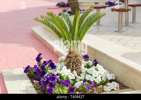 Piccole palme sul prato verde. albero verde sullo sfondo ben mantenuto in posizione di stazionamento e ben rifinito prato in estate. Foto Stock