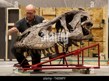 Fred Deurman conservatore dalla Naturalis biodiversità spazzole Centro la polvere dalla testa della T-Rex scheletro durante la costruzione come si inizia a formare il fulcro del T Rex in città mostra a Glasgow. Foto Stock