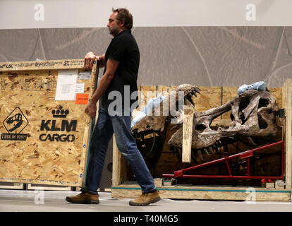 Remmert Schouten conservatore dalla Naturalis Biodiversità Centro Disimballa la testa durante la costruzione della T Rex skeleton come si inizia a formare il fulcro del T Rex in città mostra a Glasgow. Foto Stock