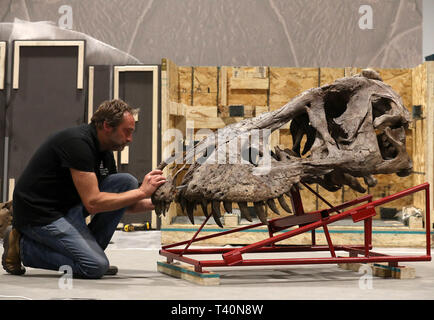 Remmert Schouten conservatore dalla Naturalis Biodiversità Centro durante la costruzione della testa della T Rex skeleton come si inizia a formare il fulcro del T Rex in città mostra a Glasgow. Foto Stock