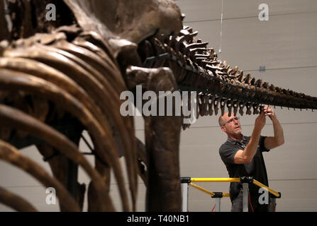 Fred Deurman conservatore dalla Naturalis Biodiversità Centro durante la costruzione T Rex come si inizia a formare il fulcro del T Rex in città mostra a Glasgow. Foto Stock