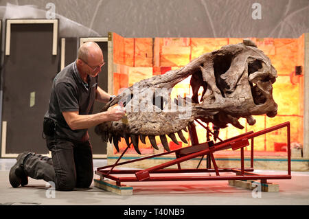 Fred Deurman conservatore dalla Naturalis biodiversità spazzole Centro la polvere dalla testa della T-Rex scheletro durante la costruzione come si inizia a formare il fulcro del T Rex in città mostra a Glasgow. Foto Stock