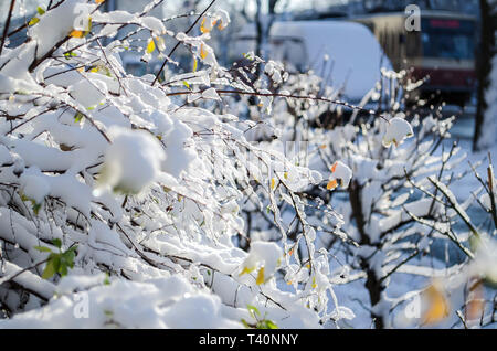 Il ramo con foglie coperta con pezzi di ghiaccio. Bellissima l'inverno. La fotografia macro Foto Stock