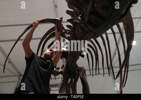 Remmert Schouten conservatore dalla Naturalis Biodiversità Centro durante la costruzione della T Rex skeleton come si inizia a formare il fulcro del T Rex in città mostra a Glasgow. Foto Stock