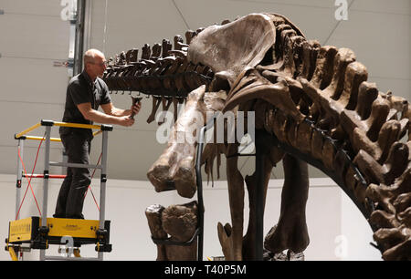 Fred Deurman conservatore dalla Naturalis Biodiversità Centro durante la costruzione T Rex come si inizia a formare il fulcro del T Rex in città mostra a Glasgow. Foto Stock