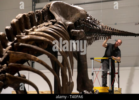 Fred Deurman conservatore dalla Naturalis Biodiversità Centro durante la costruzione T Rex come si inizia a formare il fulcro del T Rex in città mostra a Glasgow. Foto Stock