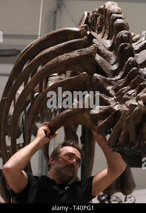 Remmert Schouten conservatore dalla Naturalis Biodiversità Centro durante la costruzione della T Rex skeleton come si inizia a formare il fulcro del T Rex in città mostra a Glasgow. Foto Stock