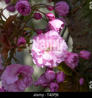 Il doppio di fiori di ciliegio fiori rosa la perfezione in piena fioritura su un albero ciliegio in un giardino di Cheshire Alsager England Regno Unito Foto Stock