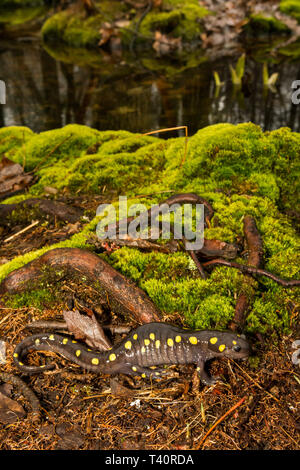 Salamandra pezzata (Ambystoma maculatum) Foto Stock