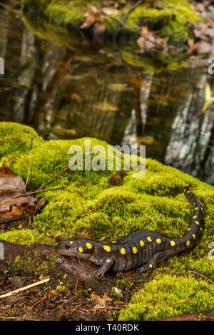 Salamandra pezzata (Ambystoma maculatum) Foto Stock