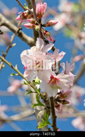 Almond blossom in Algarve, PORTOGALLO Foto Stock