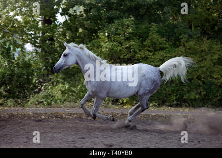 Arabian Horse - al galoppo sulla estate paddock Foto Stock