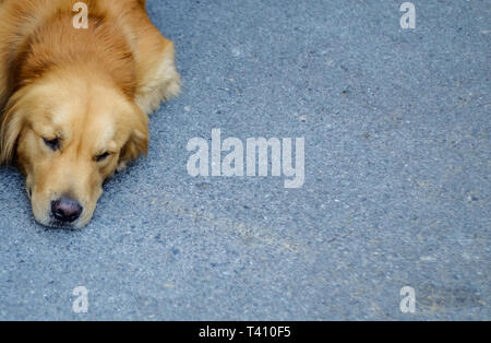 Lazy Dog sdraiato sulla strada. Foto Stock