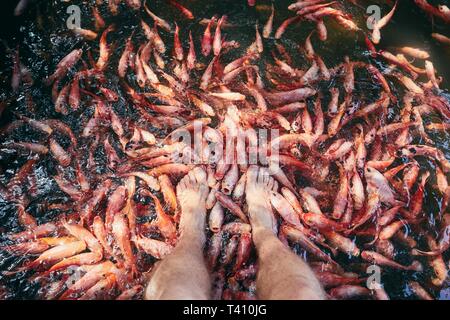 Giovane uomo avente naturale di pesci della terapia spa e massaggio del piede nel lago, Sri Lanka. Foto Stock