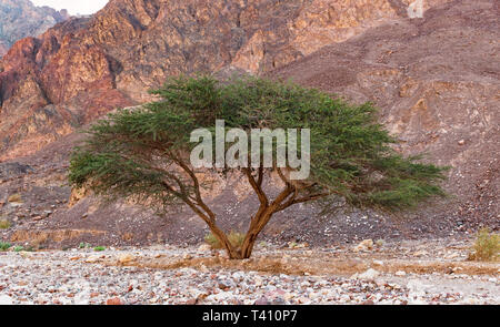 Un unico ombrello thorn acacia in eilat le montagne di Israele con un rosso Rocky Mountain slope in background Foto Stock