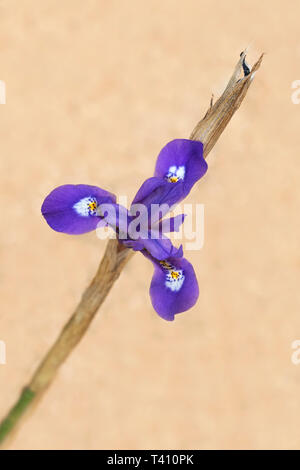 Un singolo dado barbareschi iris nana gynandriris sisyrinchium fiore e gambo su un sfocato sfondo beige Foto Stock